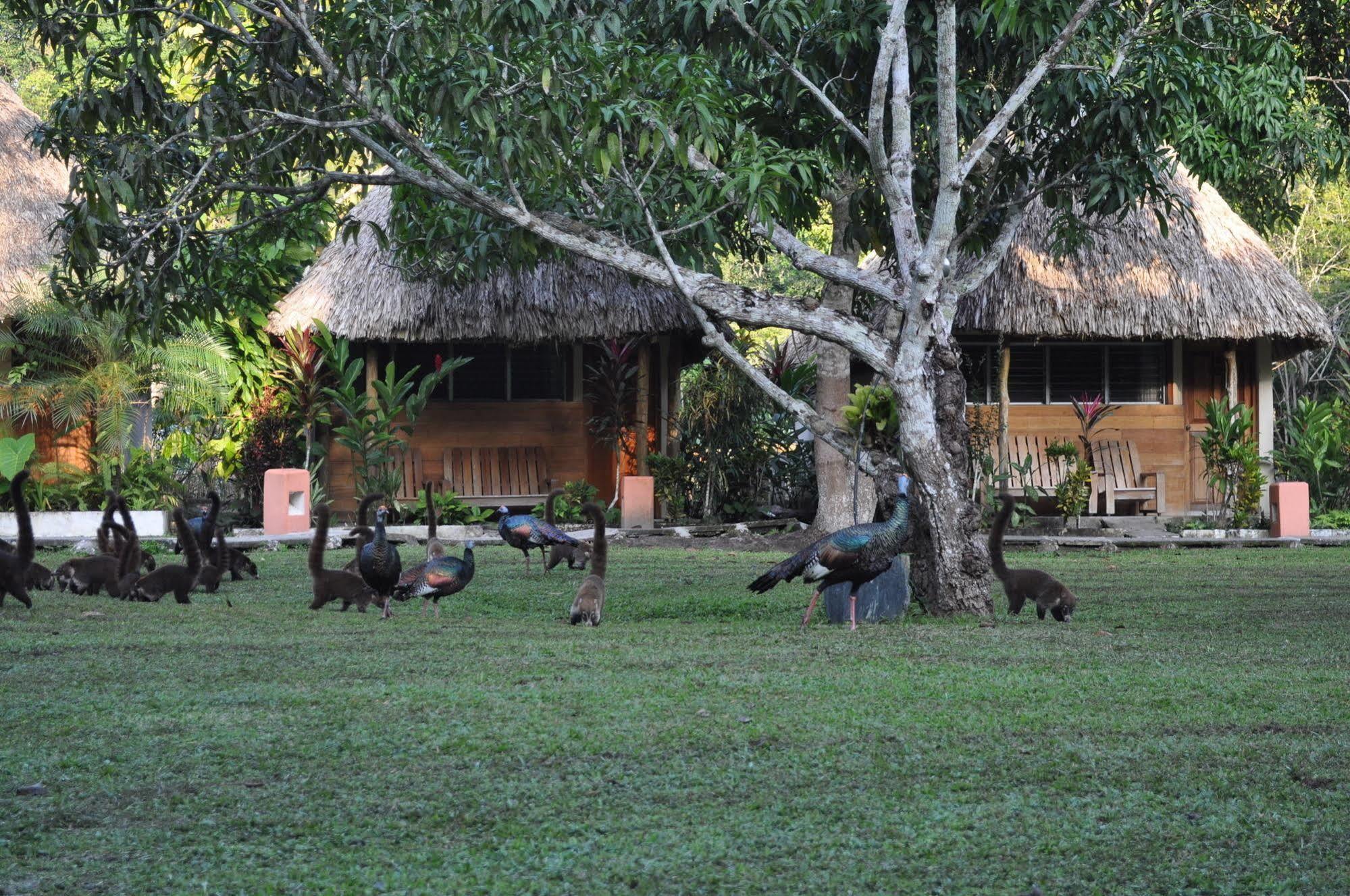 Hotel Tikal Inn Buitenkant foto